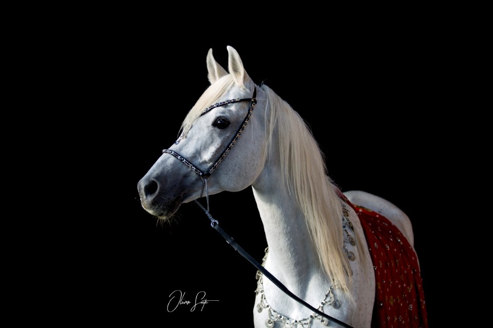 Dschandru OS170585