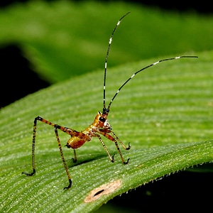 Insect grasshopper antenna photo