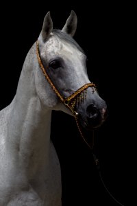 Nastaran04072014-258 -1