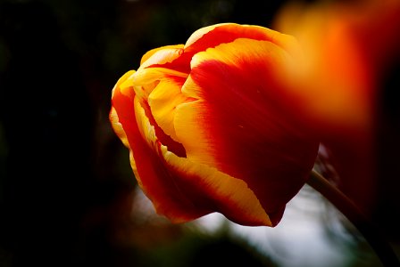 Tulips (6) photo