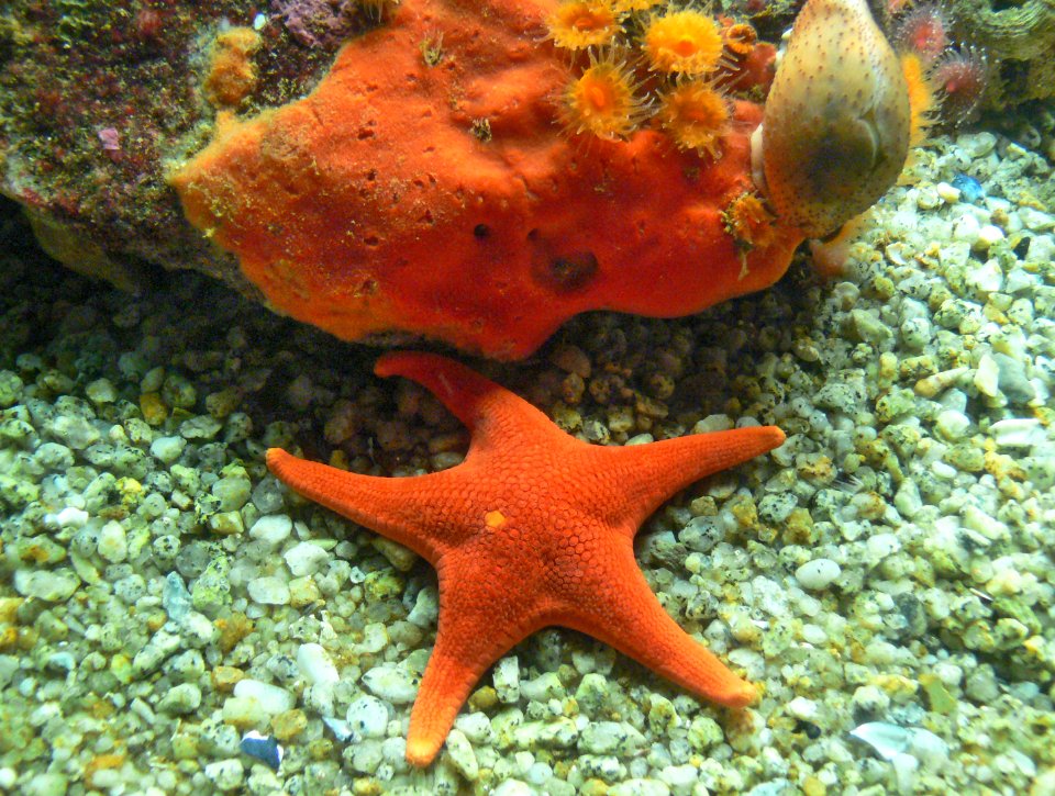 Monterey Aquarium. (40)
