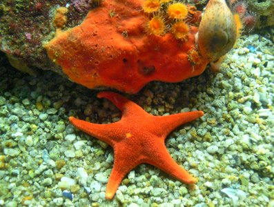 Monterey Aquarium. (40) photo
