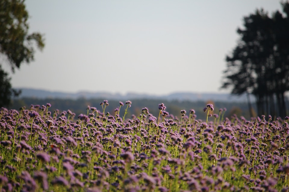 Lighting field nature
