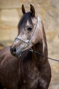 WM Monassab OS170271 2