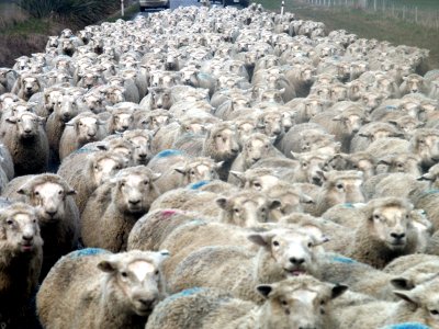 Sheep on the move. NZ.