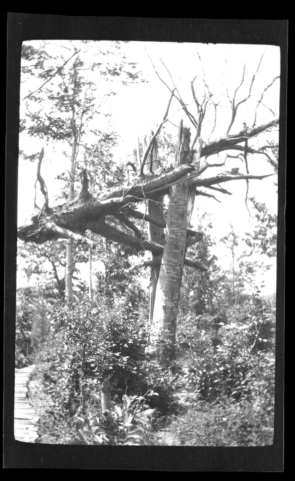 damaged trees