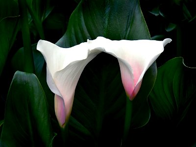 Arum Lily (Zantedeschia Aethiopica)
