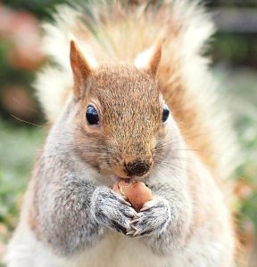 Squirrel Union Square photo