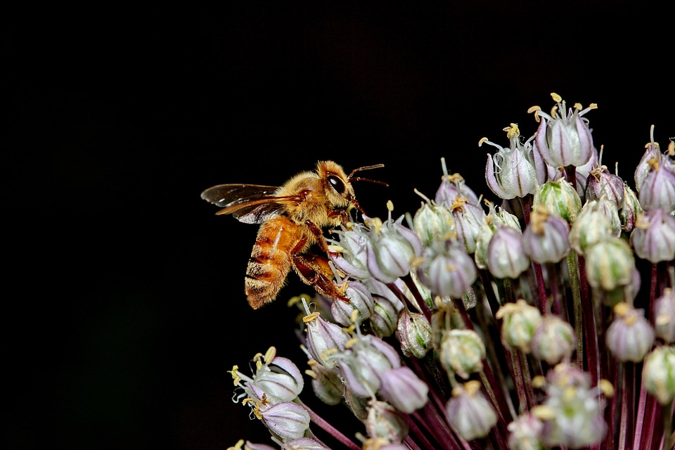 Honey pollen pollination photo