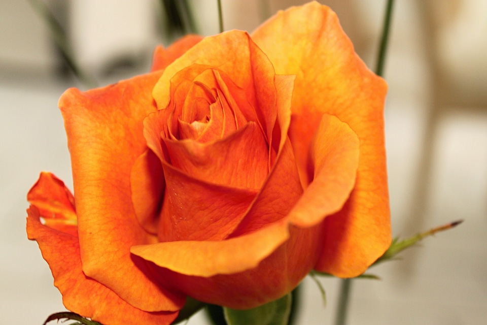 Plant rose blooms nature