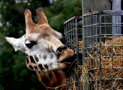 Giraffe. photo