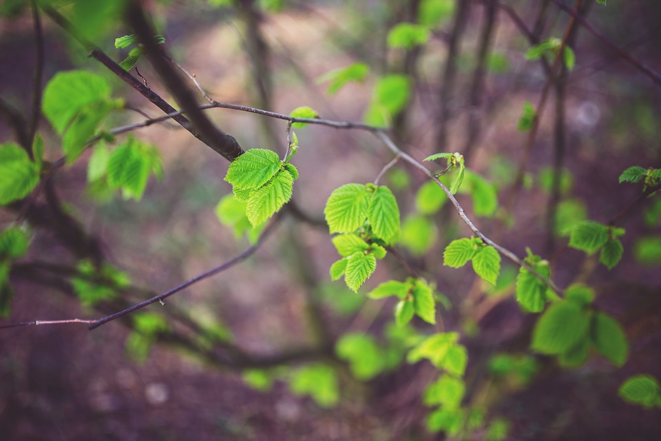 Leaves green ecology