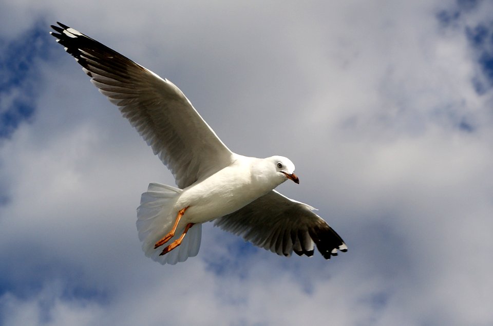 Silver gull (Chroicocephalus novaehollandiae)