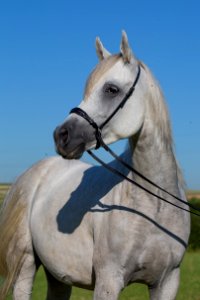 Shamao 20164260