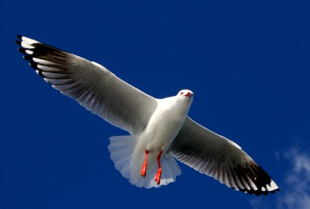 The Silver Gull photo