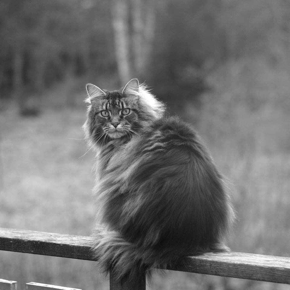 Katt