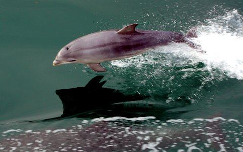 Dolphin at play 2 photo