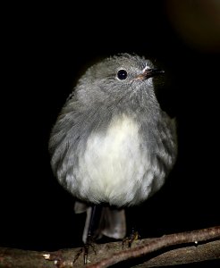 The South Island robin (Petroica australis) photo