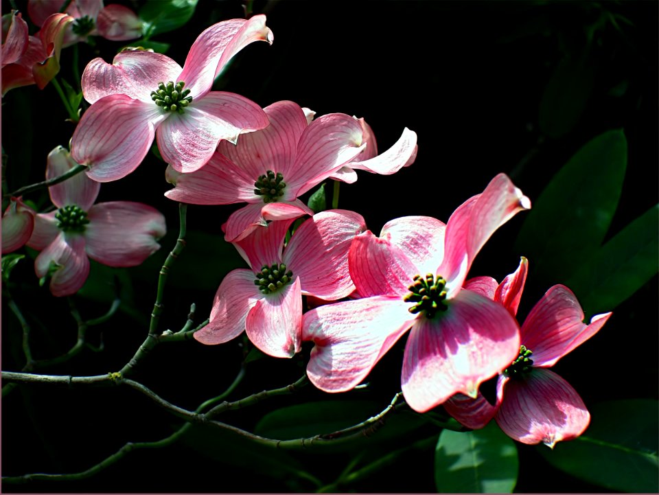 Cornus. (dogwood) Cherokee