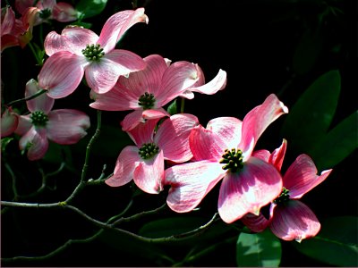Cornus. (dogwood) Cherokee