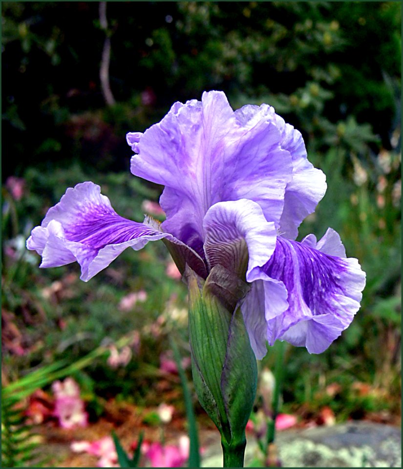 The Iris (27)