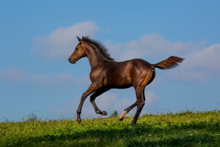 Warmblutfohlen 20167651