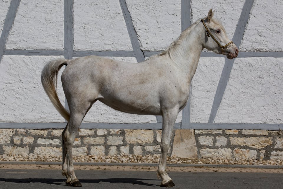 WM Sahiba OS183180