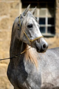 WM Sutari OS200564
