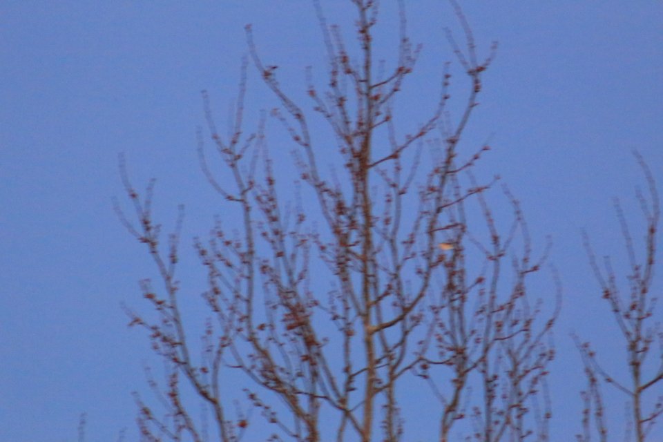 IMG 4253