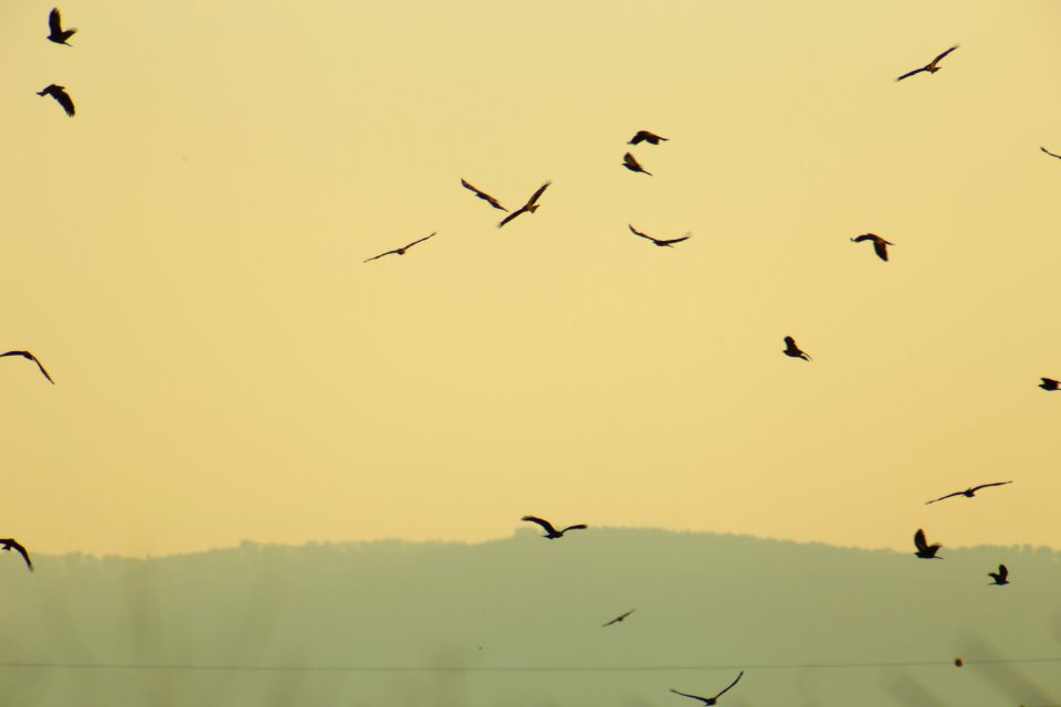 IMG 4078