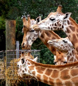 Giraffes feeding. photo