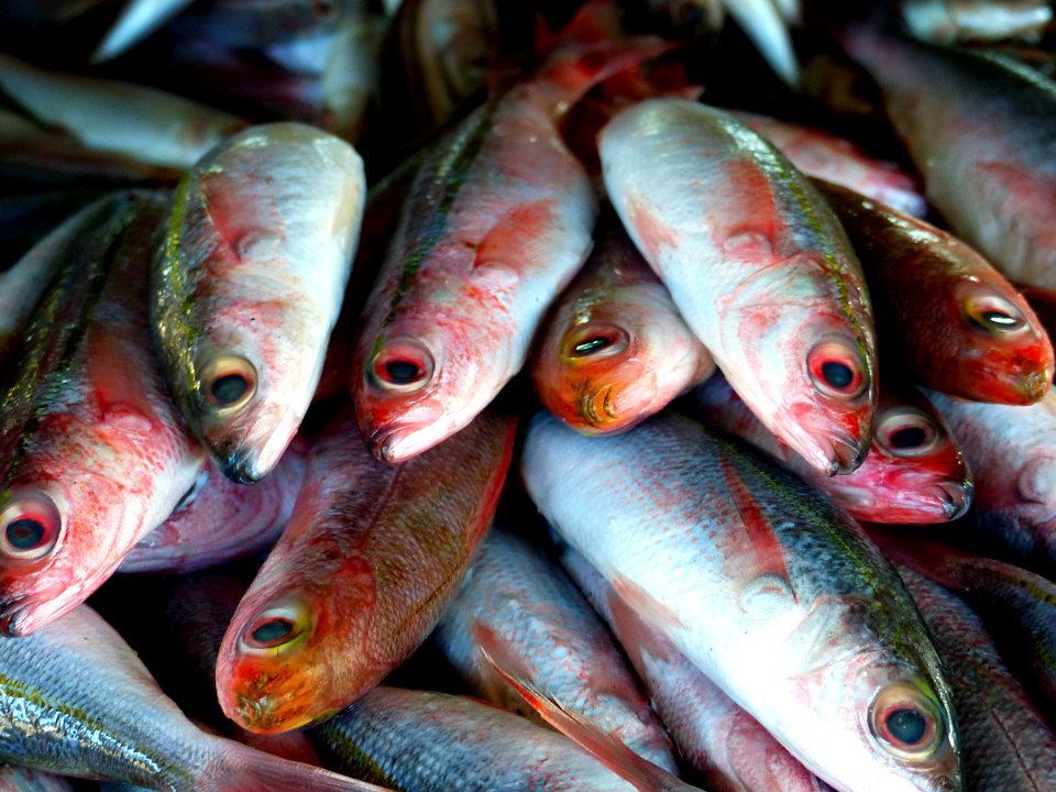 Fish market Batac City.