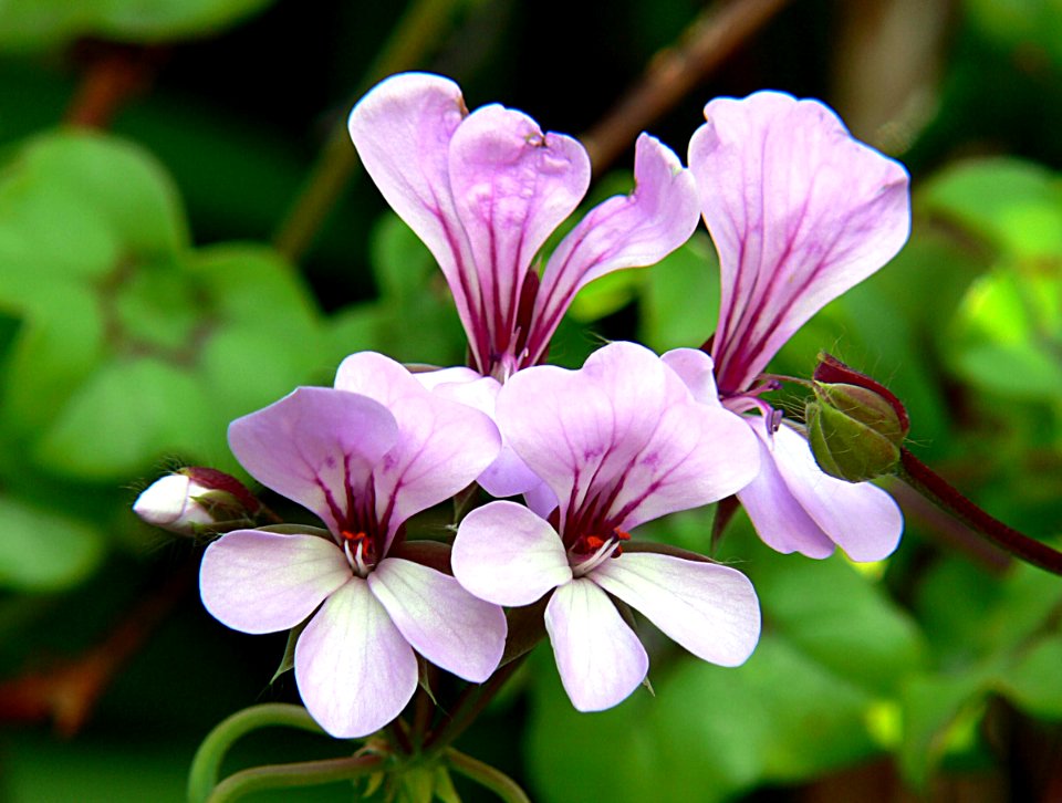 Geranium