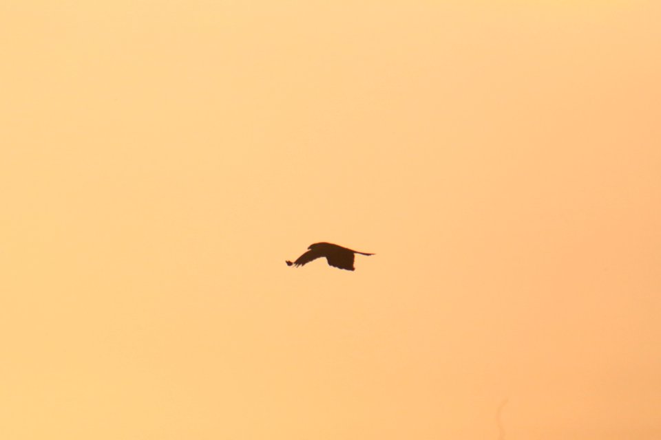 IMG 4334