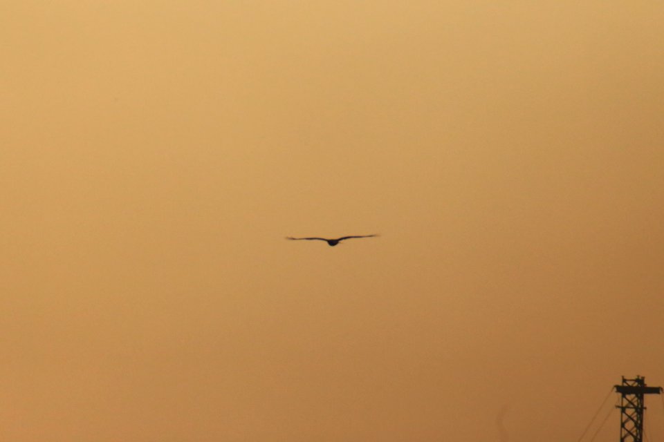 IMG 4389