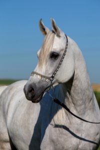 Dschesim 20165217
