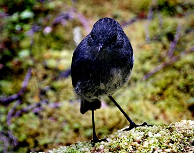 South Island Bush Robin.NZ photo