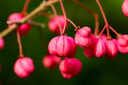 Blumen 220