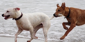 Bite romp beach photo