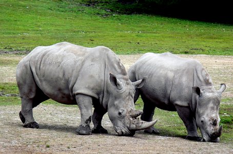 White rhinoceros photo