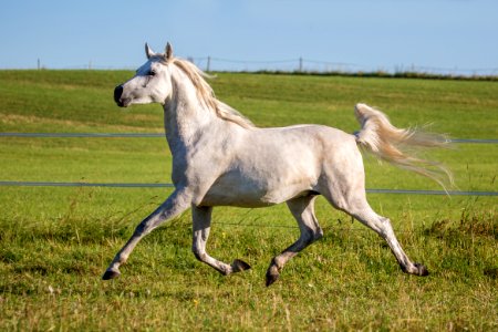 Shamao 20163959