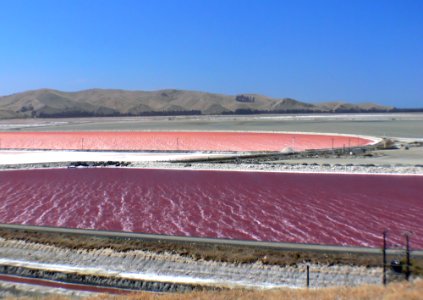 Solar salt ponds NZ. photo