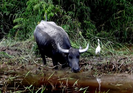 Water buffalo. photo