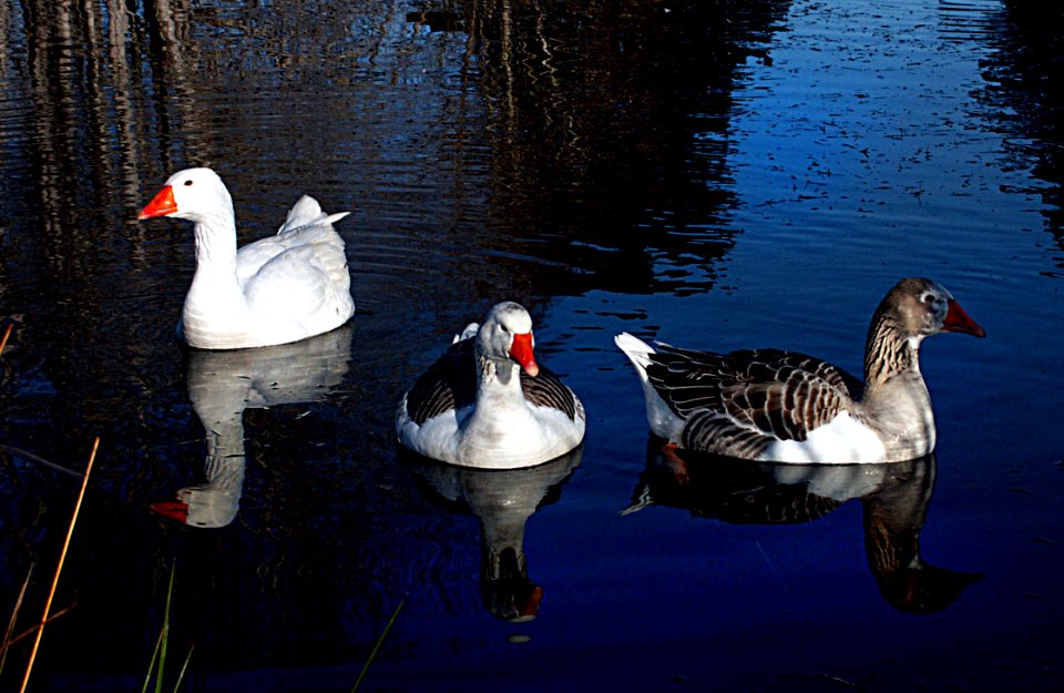 Geese.
