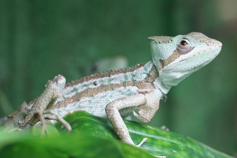 Iguana reptile scale