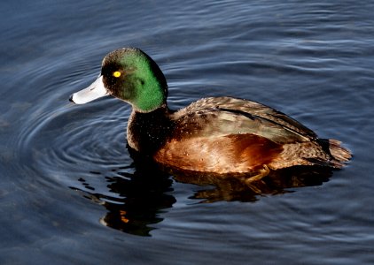 Scaup (Aythya novaeseelandiae)