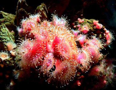 Monterey Aquarium. anemones photo