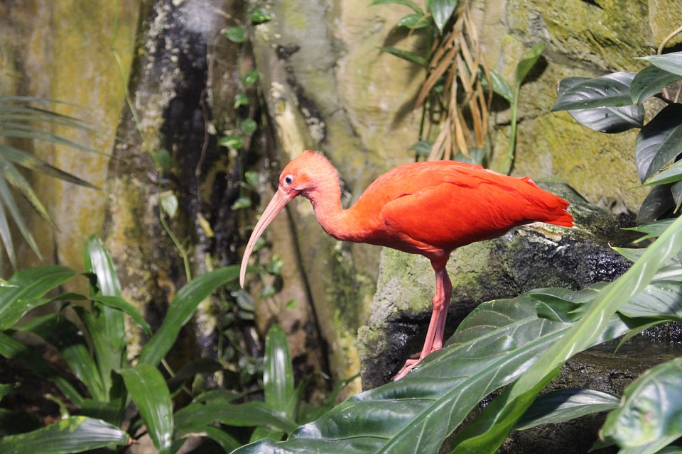 Animal pink feathers scarlet ibis