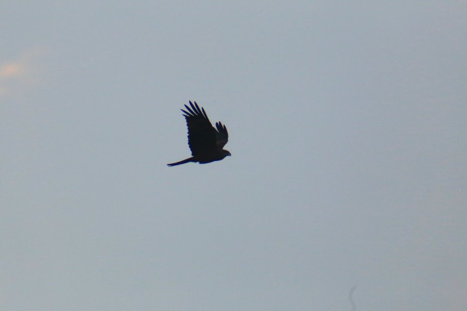 IMG 4357