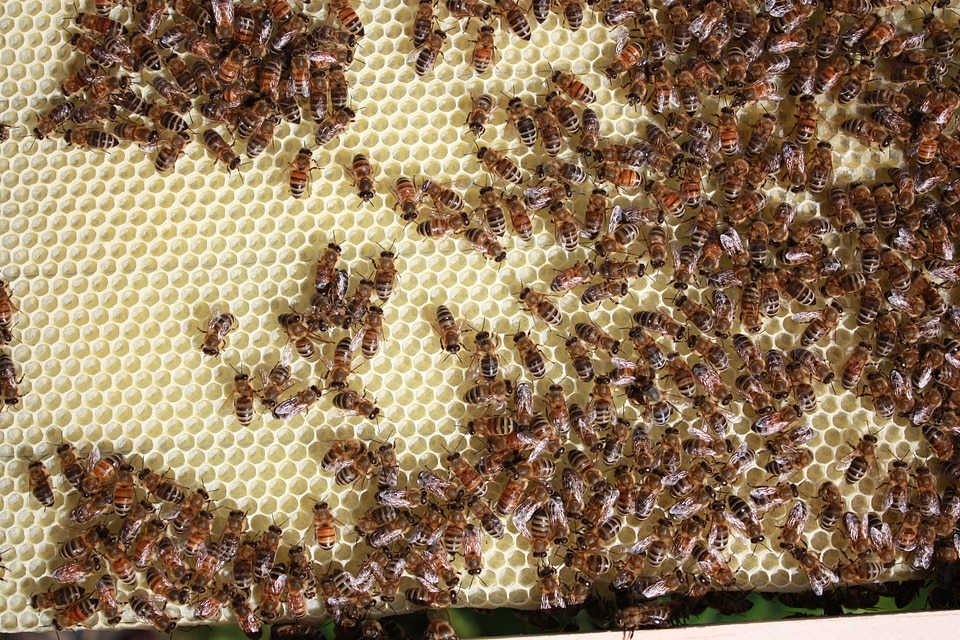 Honey beekeeper brown bee